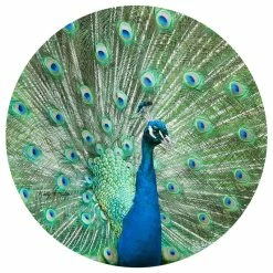 Wholesale ✨ Andreas Kathy Miller Peacock Jar Opener ❤️