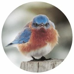 Hot Sale 🤩 Andreas Mad Bluebird Jar Opener 🤩