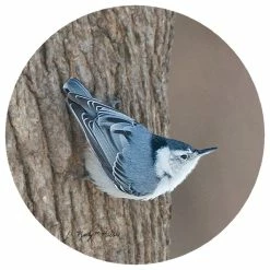 Coupon ✔️ Andreas Kathy Miller Nuthatch Jar Opener 🎉