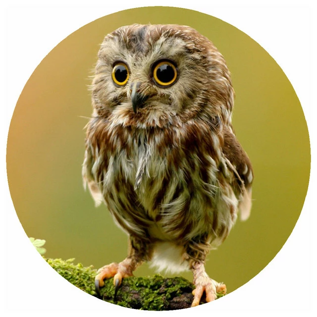 Deals ๐คฉ Andreas Custom Owl Jar Opener โญ 3 Deals ๐คฉ Andreas Custom Owl Jar Opener โญ